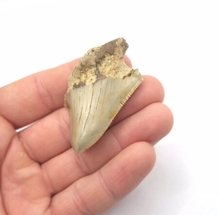 Fossiler Megalodon Haizahn
