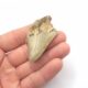 Fossiler Megalodon Haizahn