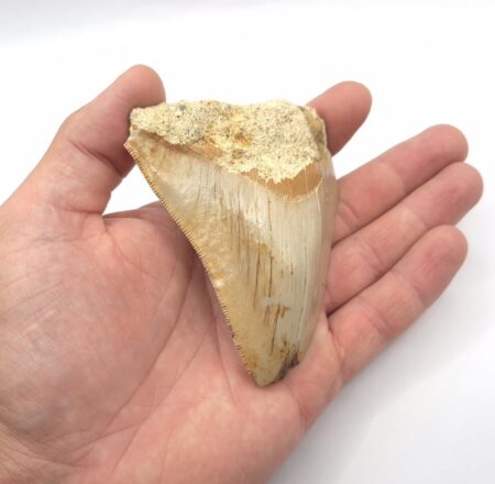 Indonesischer Megalodon