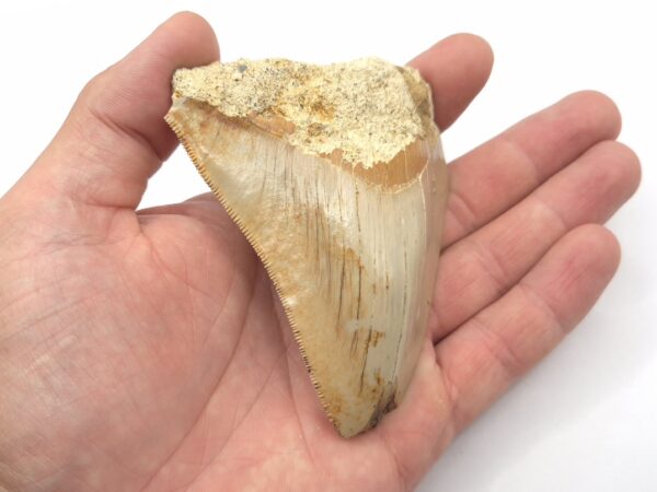 Indonesischer Megalodon