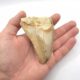 Indonesischer Megalodon