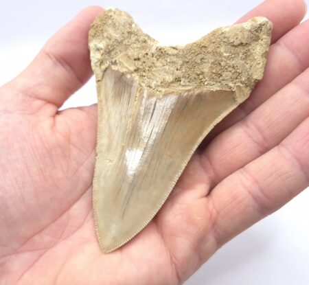 Haizahn eines Megalodon aus Indonesien