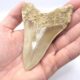 Haizahn eines Megalodon aus Indonesien