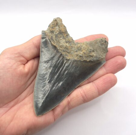 Schöner blauer Megalodon Haizahn