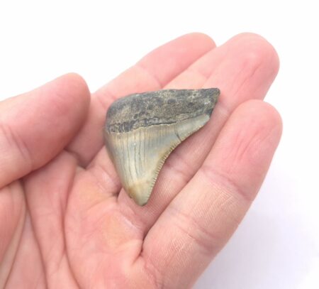 Megalodon Zahn