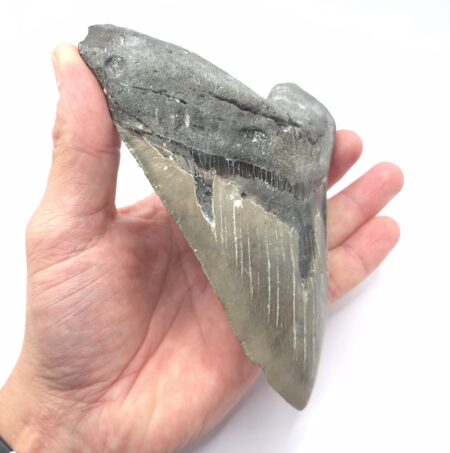 Monster Megalodon Haizahn