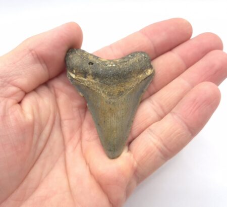 Megalodon Haizahn aus Wilmington