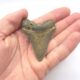 Megalodon Haizahn aus Wilmington