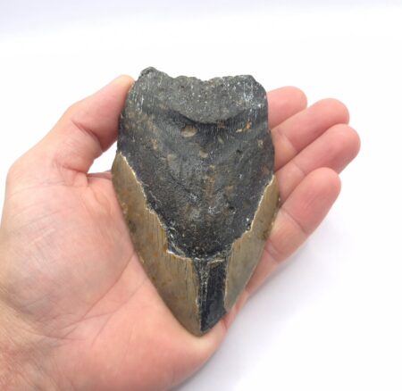 Haizahn Otodus Megalodon