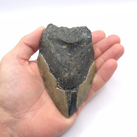 Haizahn Otodus Megalodon