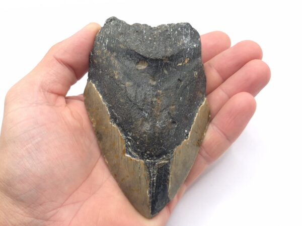 Haizahn Otodus Megalodon